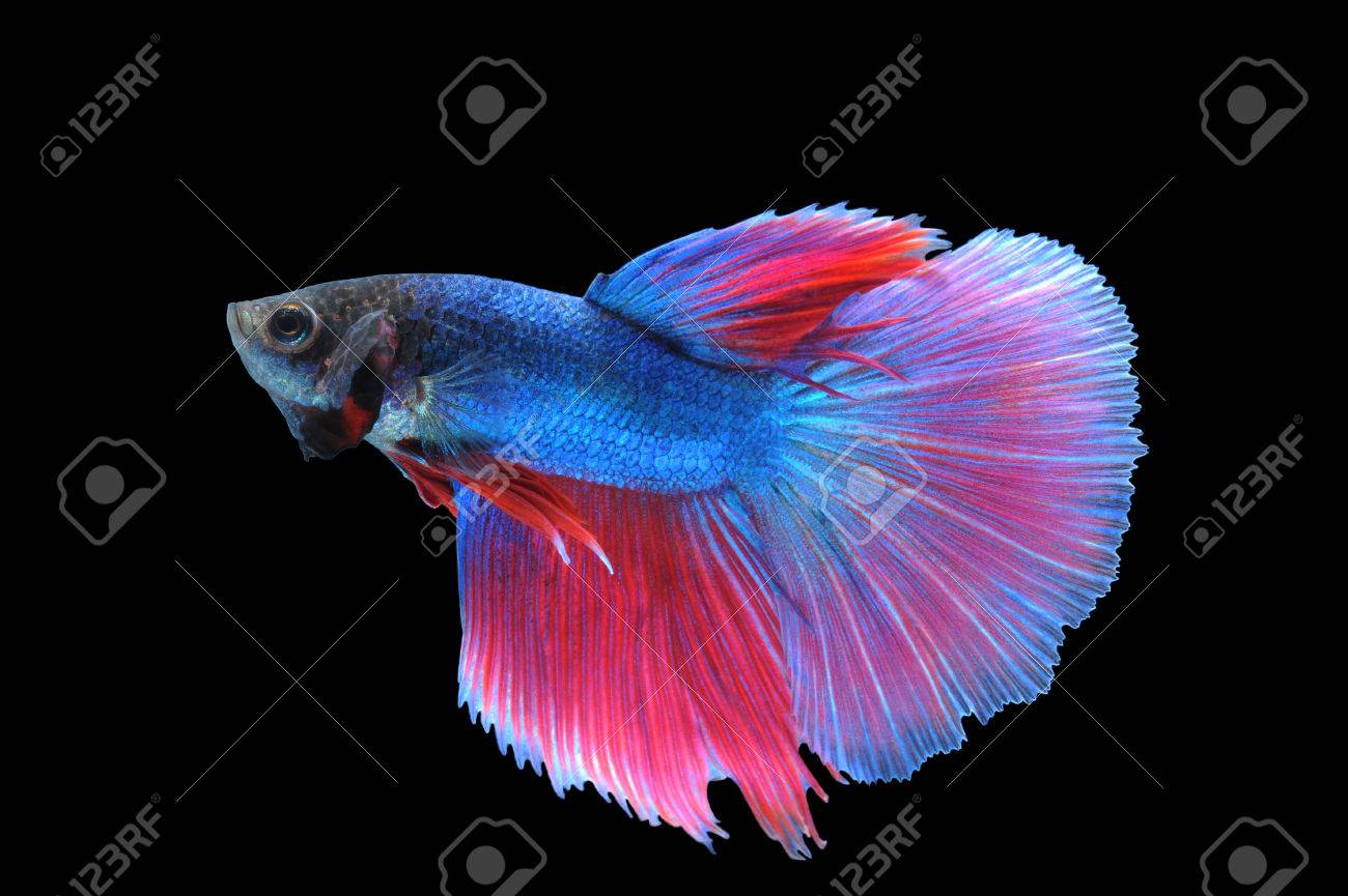 Betta の魚 ハーフムーン または黒の背景にシャムの戦いの魚 の写真素材 画像素材 Image