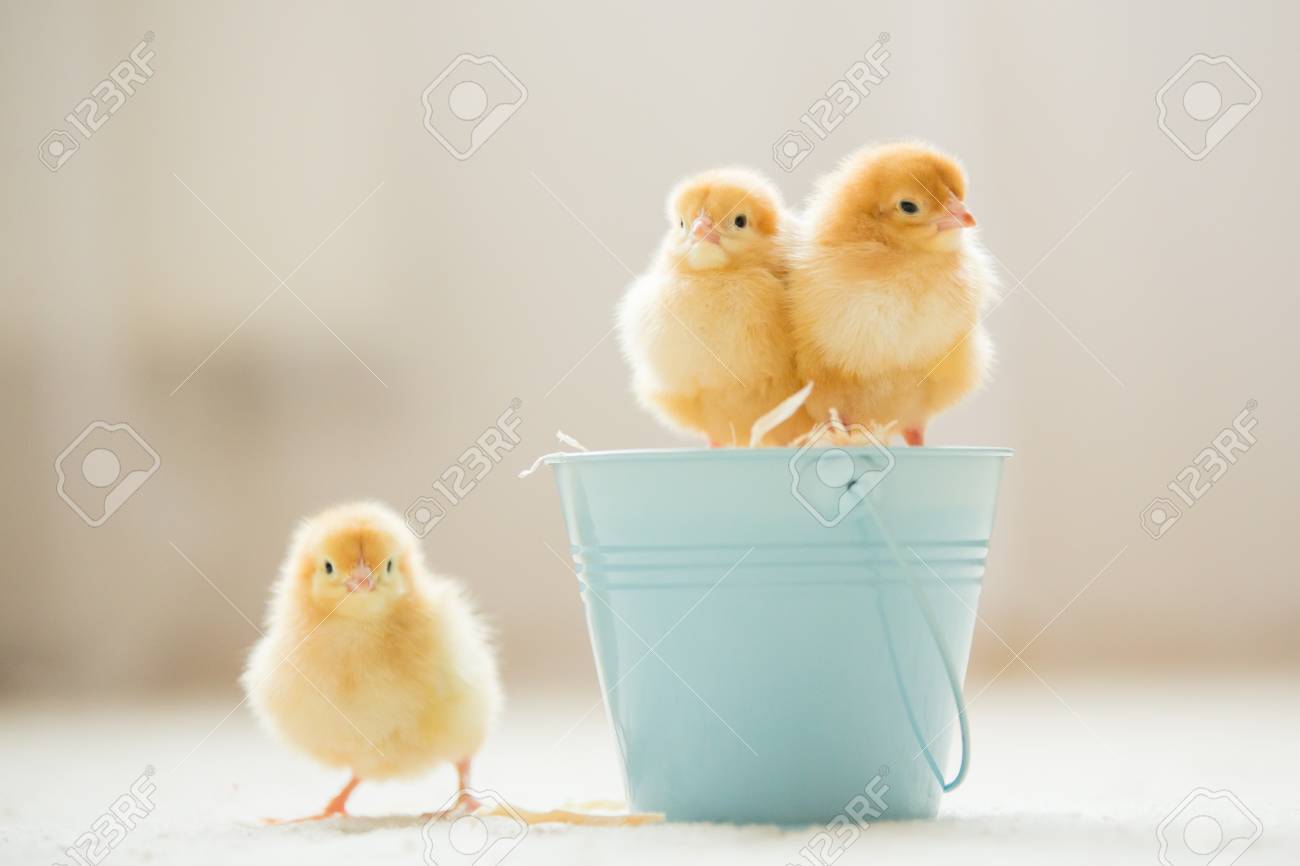Little Cute Baby Chicks In A Bucket Playing At Home Yellow Stock