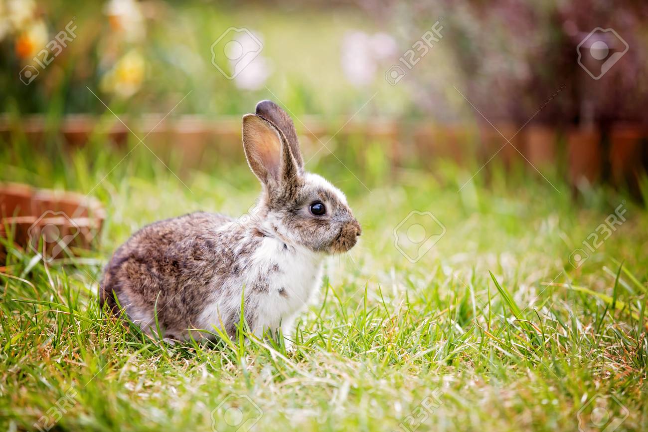 Adorable Litle Bunny In Garden Pet At Home Cute Rabbit Eating Stock Photo Picture And Royalty Free Image Image