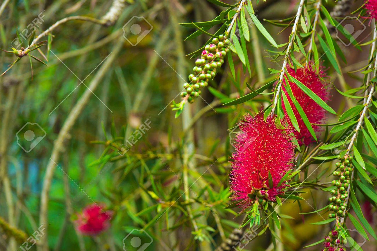 ブラシノキ ボトルブラシ ツリーの赤い花 の写真素材 画像素材 Image ブラシノキ ボトルブラシ ツリーの赤い花 の写真素材 画像素材 Image