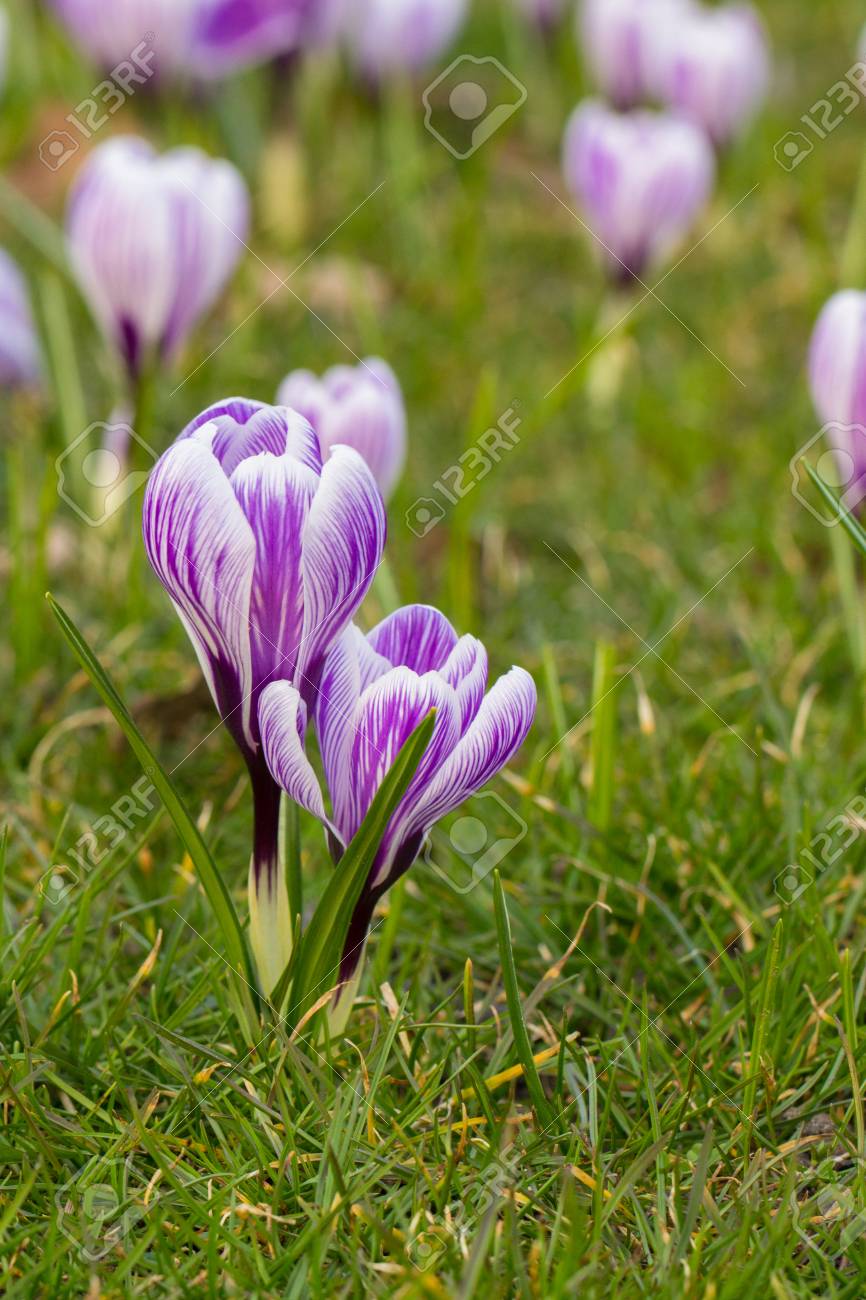 クロッカスの花を膨らませる 最初の春の花 の写真素材 画像素材 Image