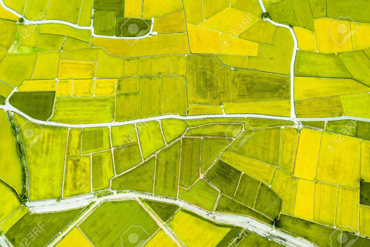 Aerial view of Beautiful Rice Fields in taitung . Taiwan. - 132739956 Aerial view of Beautiful Rice Fields in taitung . Taiwan. - 132739956