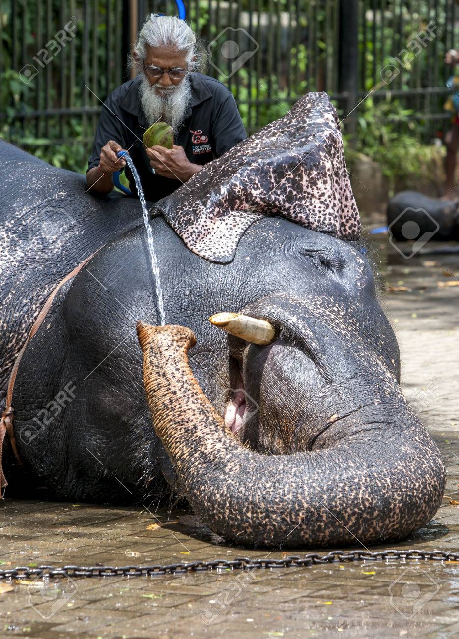a mahout gives his elephant a drink of water at the temple of mahout
