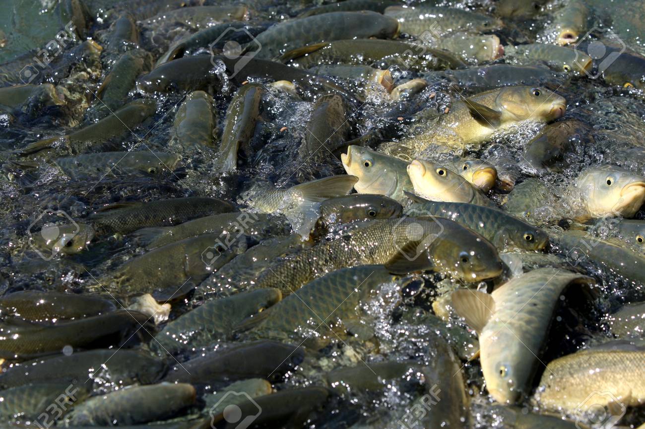 carp fishing pellets