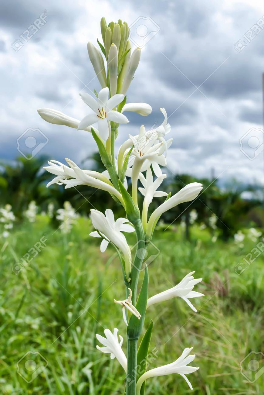 月下香様専用 即納 大特価 月下香様専用 即納 大特価
