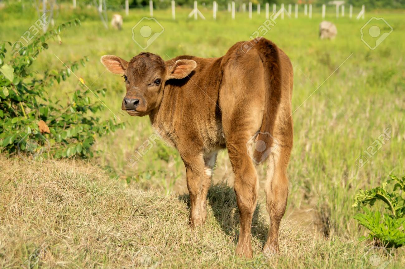 Bebe Mignon Vache Sur Les Terres Agricoles Banque D Images Et Photos Libres De Droits Image