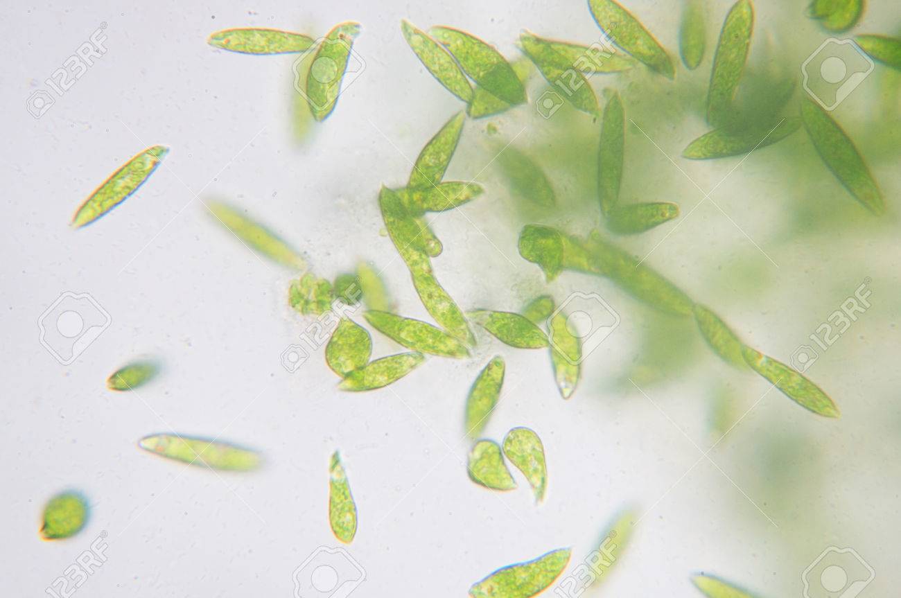 Euglena is a genus of single-celled flagellate Eukaryotes. - 66548662 Euglena is a genus of single-celled flagellate Eukaryotes. - 66548662