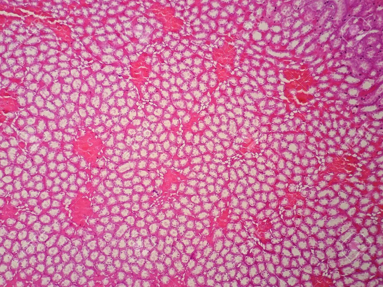 histology of human kidney under microscope view stock photo picture kidney histology