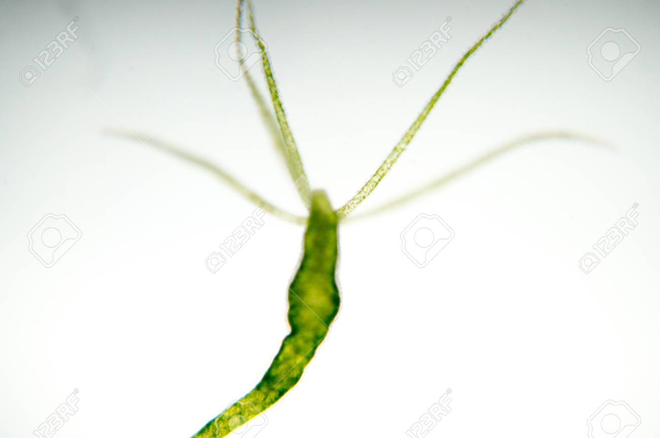 CNIDARIA, image size:1300x863