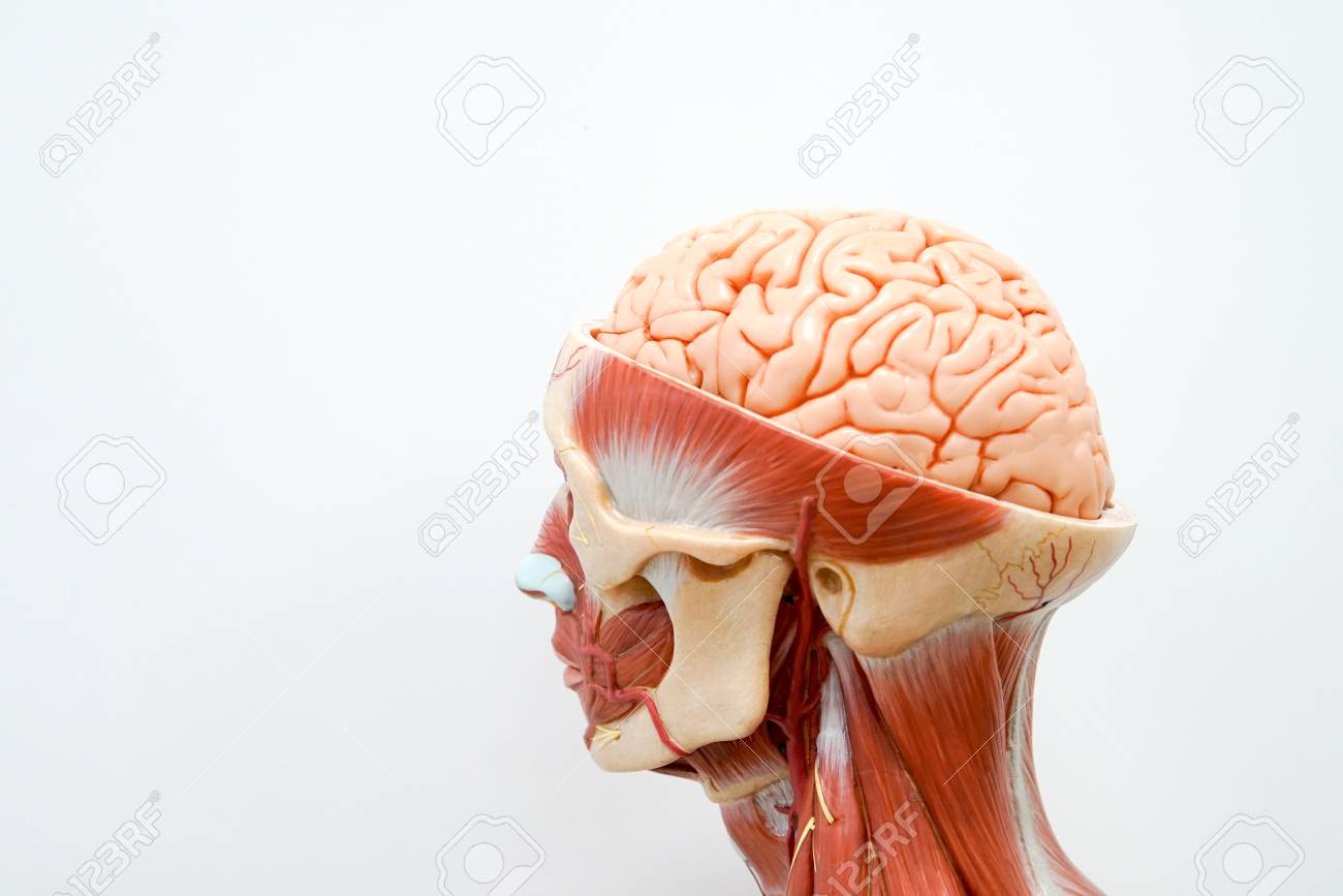 教育のための人間の頭部解剖モデル の写真素材 画像素材 Image