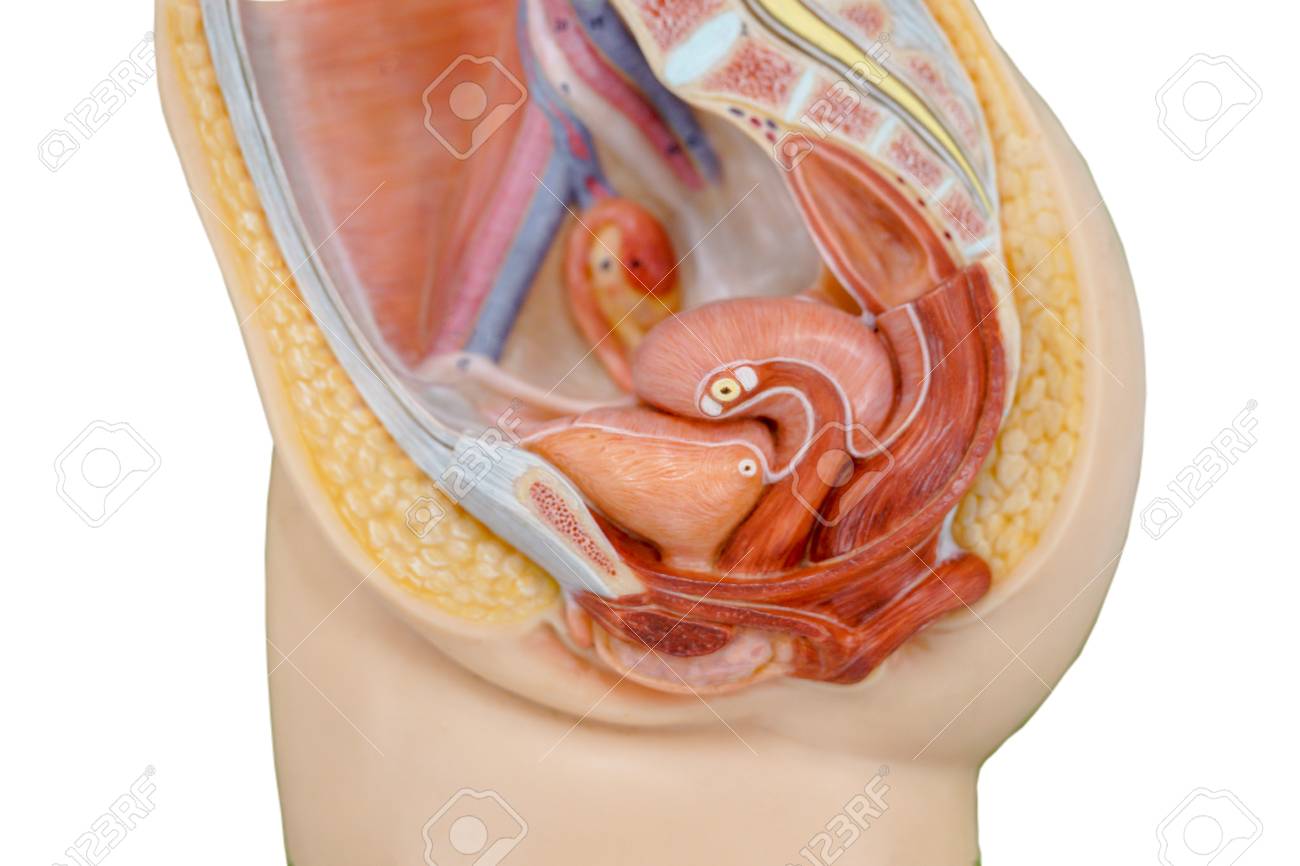 教育生理学のための膣構造モデル の写真素材 画像素材 Image 教育生理学のための膣構造モデル の写真素材 画像素材 Image