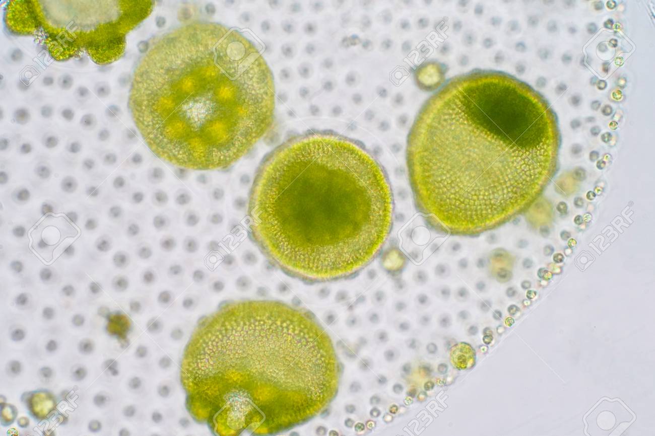 Volvox is a polyphyletic genus of chlorophyte green algae or phytoplankton.They live in a variety of freshwater and marine habitats - 104344177 Volvox is a polyphyletic genus of chlorophyte green algae or phytoplankton.They live in a variety of freshwater and marine habitats - 104344177