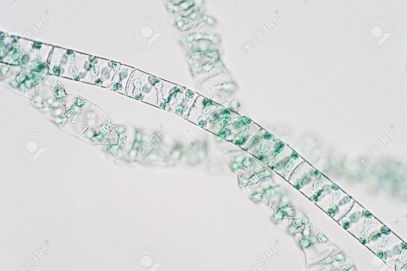 Spirogyra Is Genus Of Filamentous Charophyte Green Algae Under Microscope  View Stock Photo, Picture And Royalty Free Image. Image 104344231.