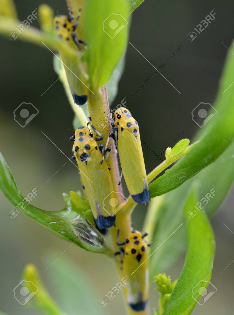 etiam-dictum-ipsum-a-felis