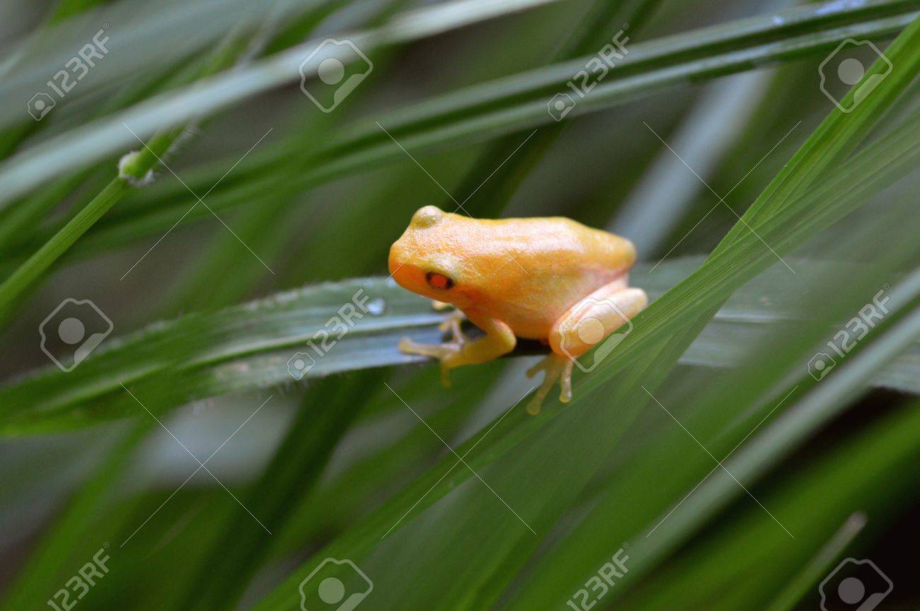 황금 개구리에 대한 이미지 검색결과