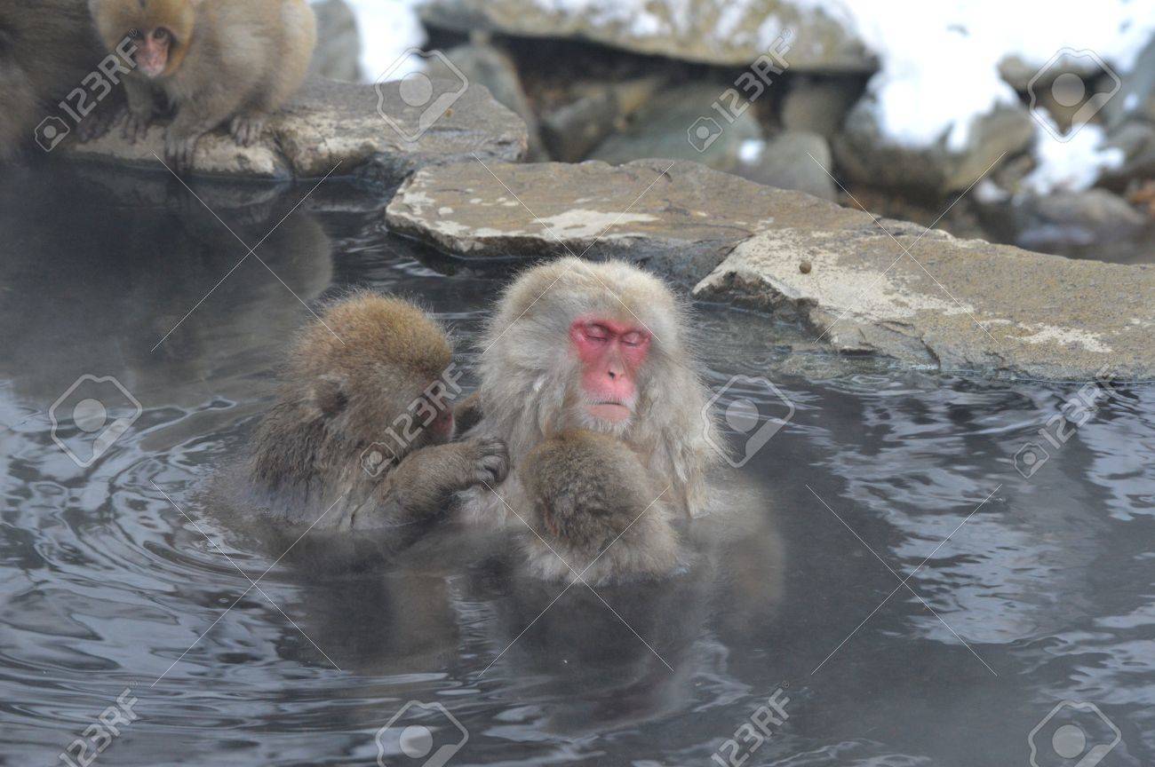 温泉につかる猿 の写真素材 画像素材 Image