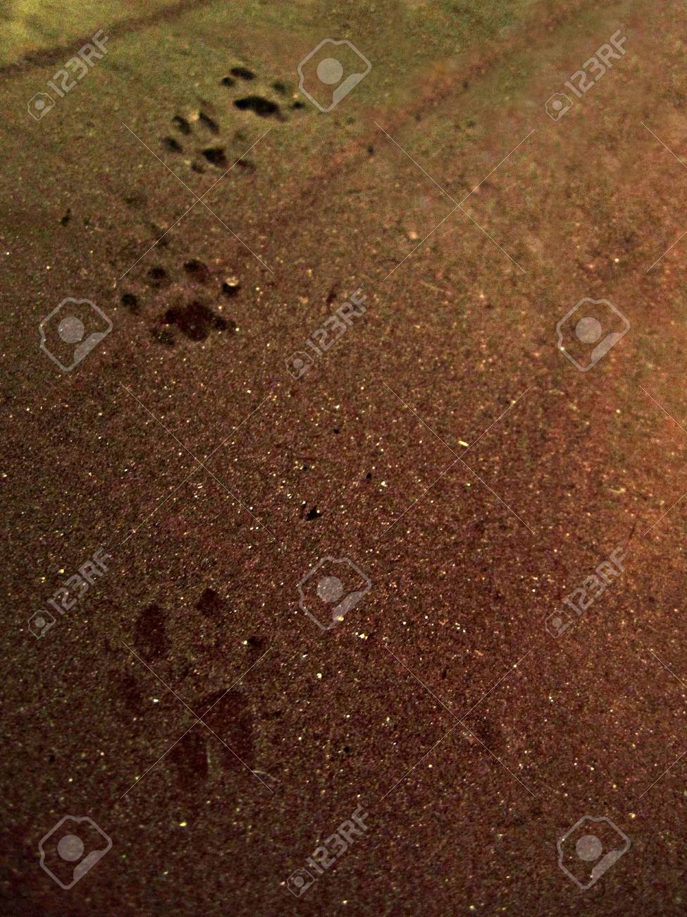 汚れた車に猫を足跡します の写真素材 画像素材 Image 汚れた車に猫を足跡します の写真素材 画像素材 Image