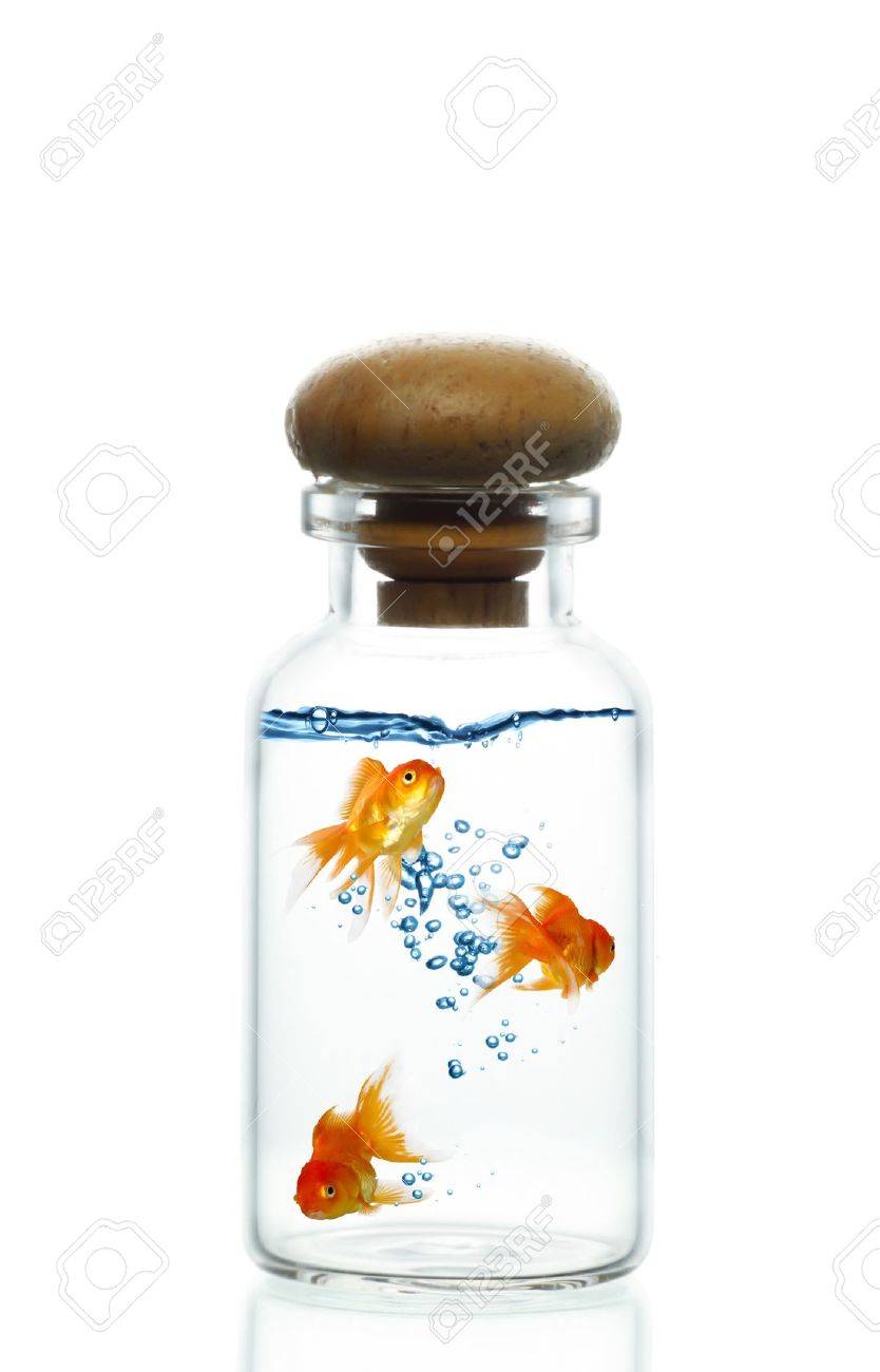 密閉瓶で 3 つの金魚 の写真素材 画像素材 Image 14 密閉瓶で 3 つの金魚 の写真素材 画像素材 Image 14