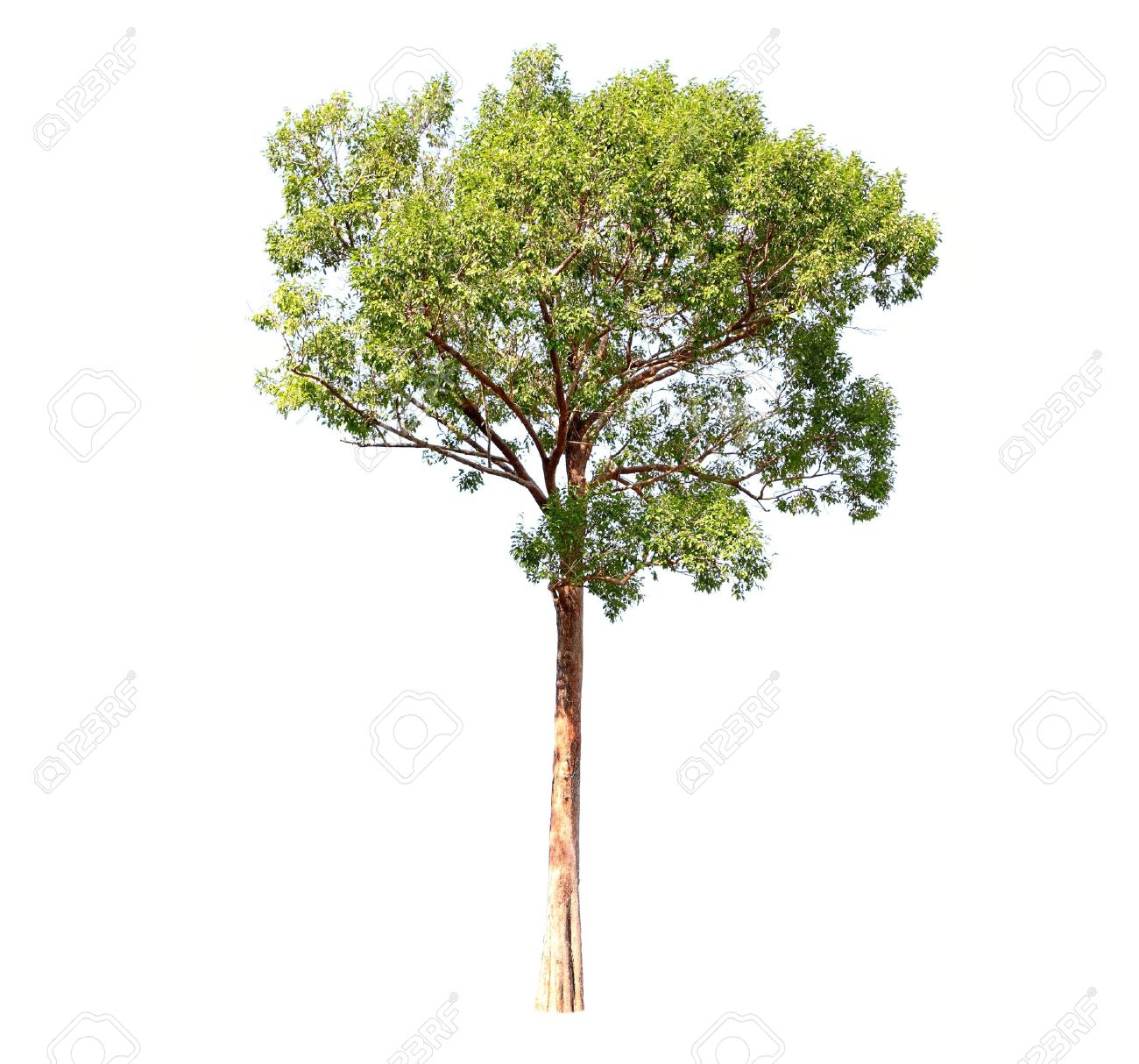 sagoma albero morto su uno sfondo bianco 2264574 Arte vettoriale a Vecteezy, image size:1300x1214
