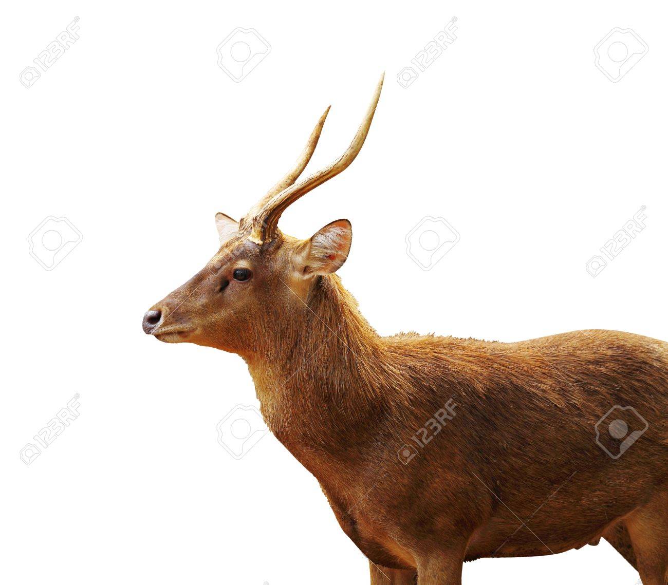 Unduh 480 Background Rusa Keren HD Paling Keren