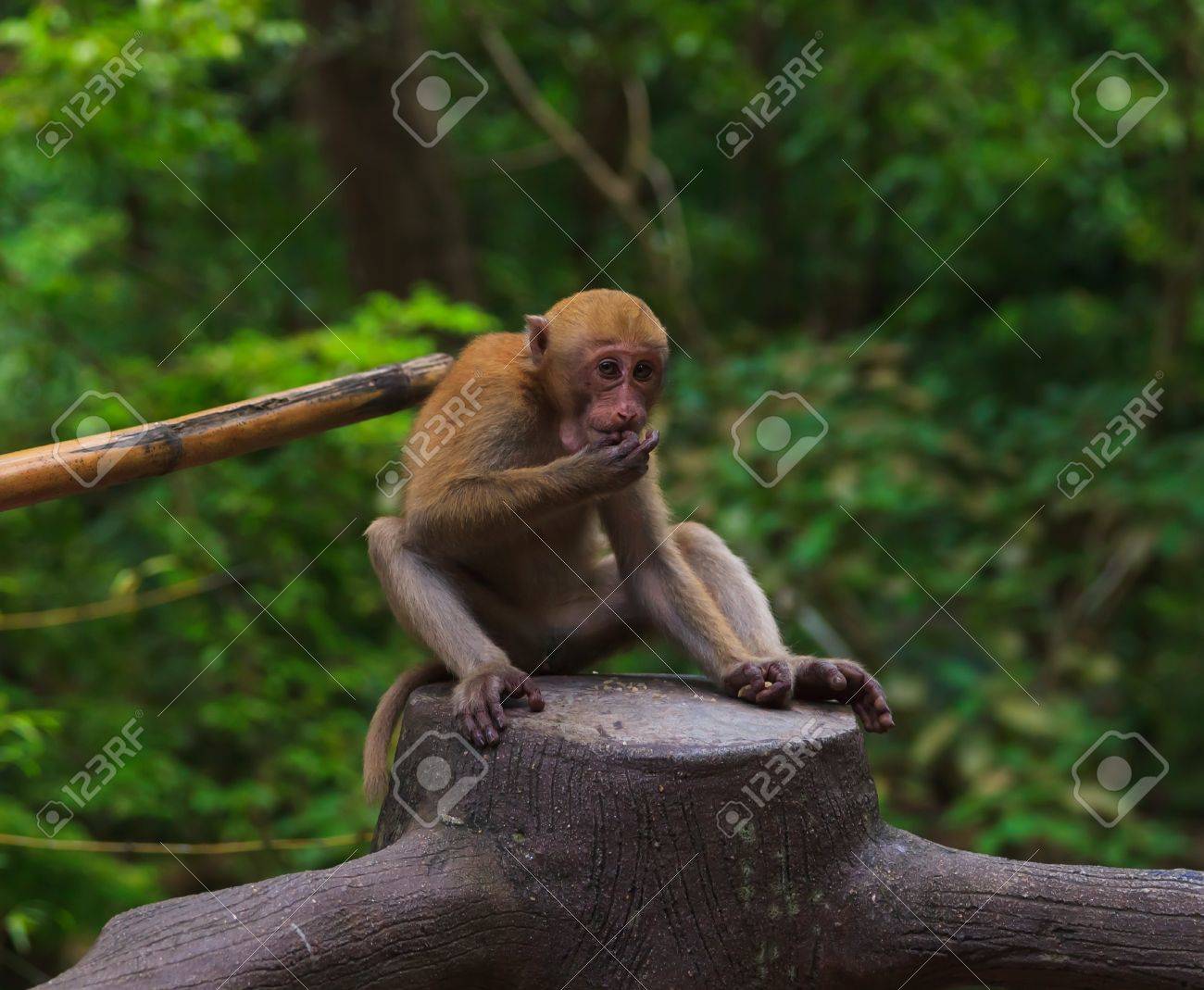 etiam-dictum-ipsum-a-felis