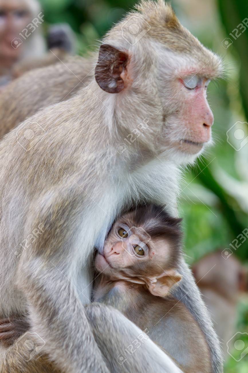 Allaitement De Bebe Singe Banque D Images Et Photos Libres De Droits Image