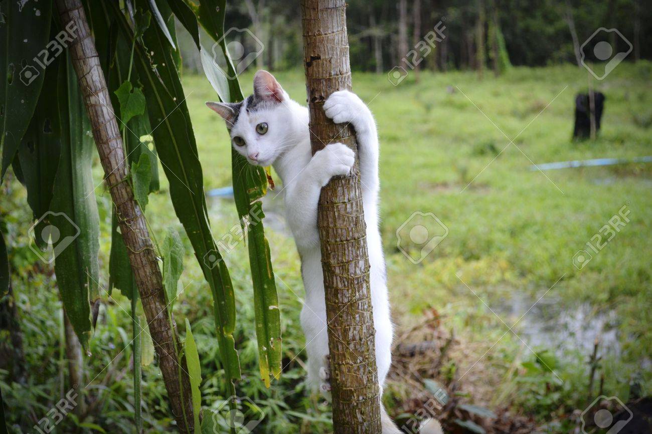 cat climbing tree