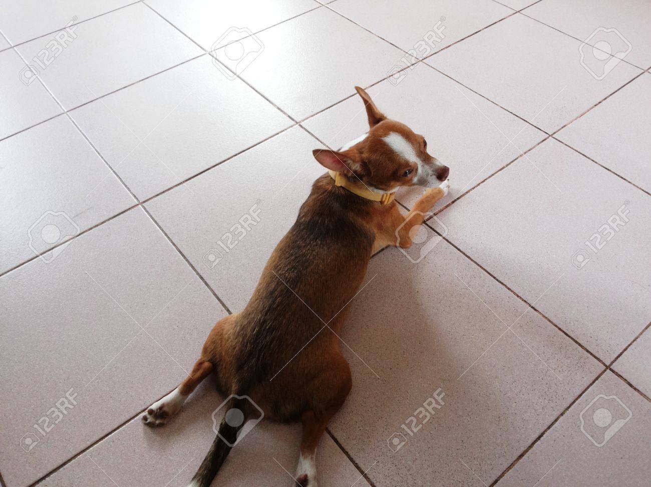 Chihuahua Puppies Short Hair Brown And White Stripes Stock Photo