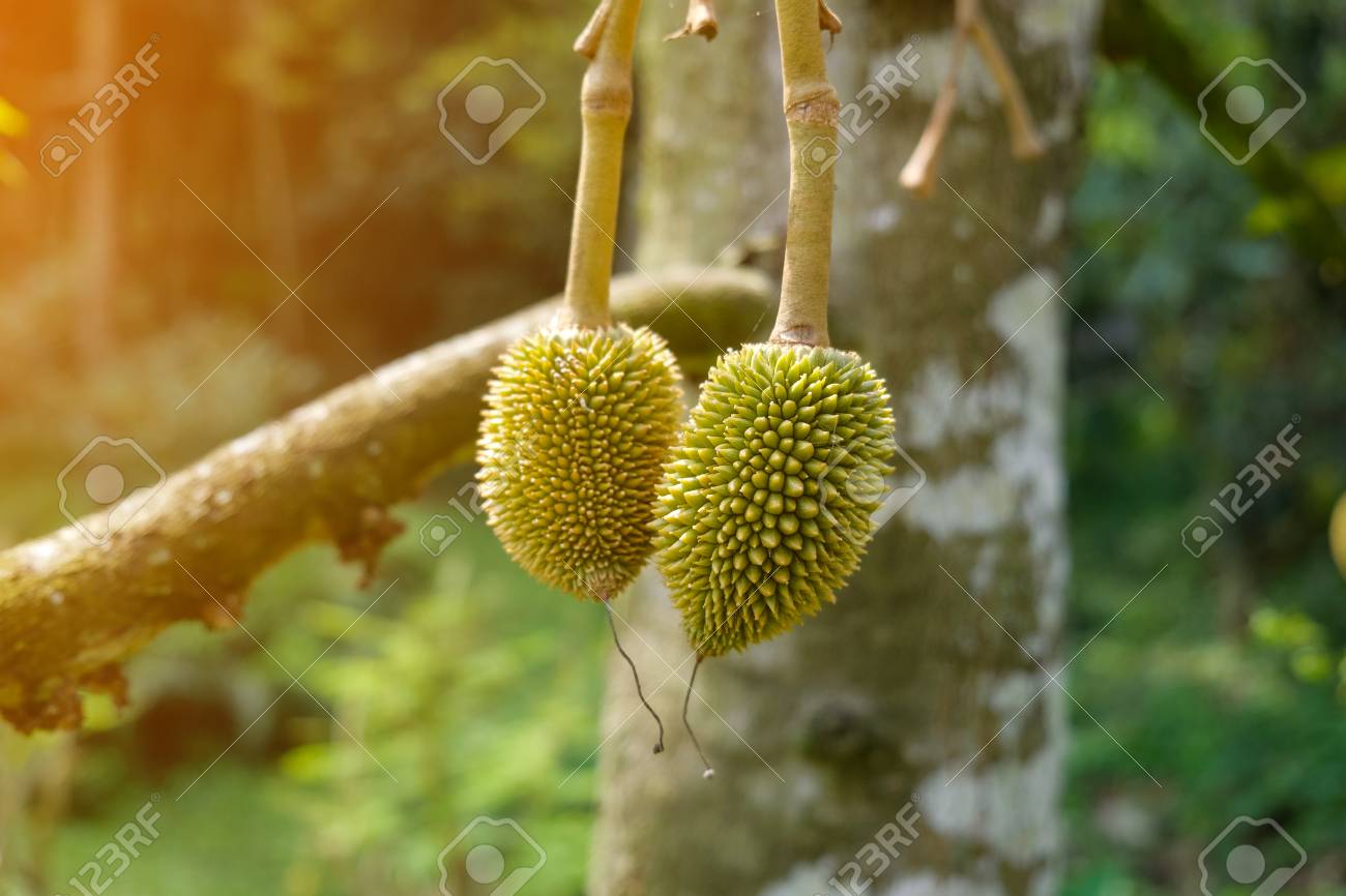 Download 70 Koleksi Gambar Durian Mini Keren Gratis