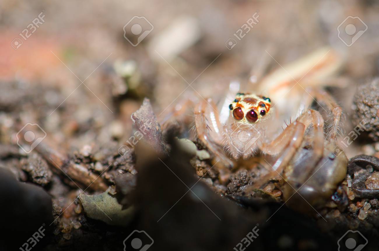 いくつかのクモの目の色がクモの足の多くの目の詳細があります 巣で獲物を待っています の写真素材 画像素材 Image
