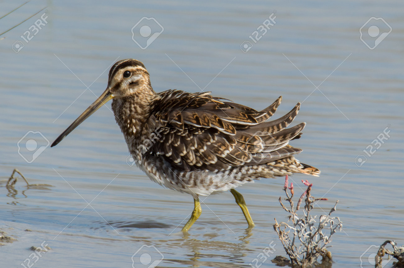 Common Snipe (Gallinago Gallinago) In Its Natural Habitat Фотография,  картинки, изображения и сток-фотография без роялти. Image 200139904