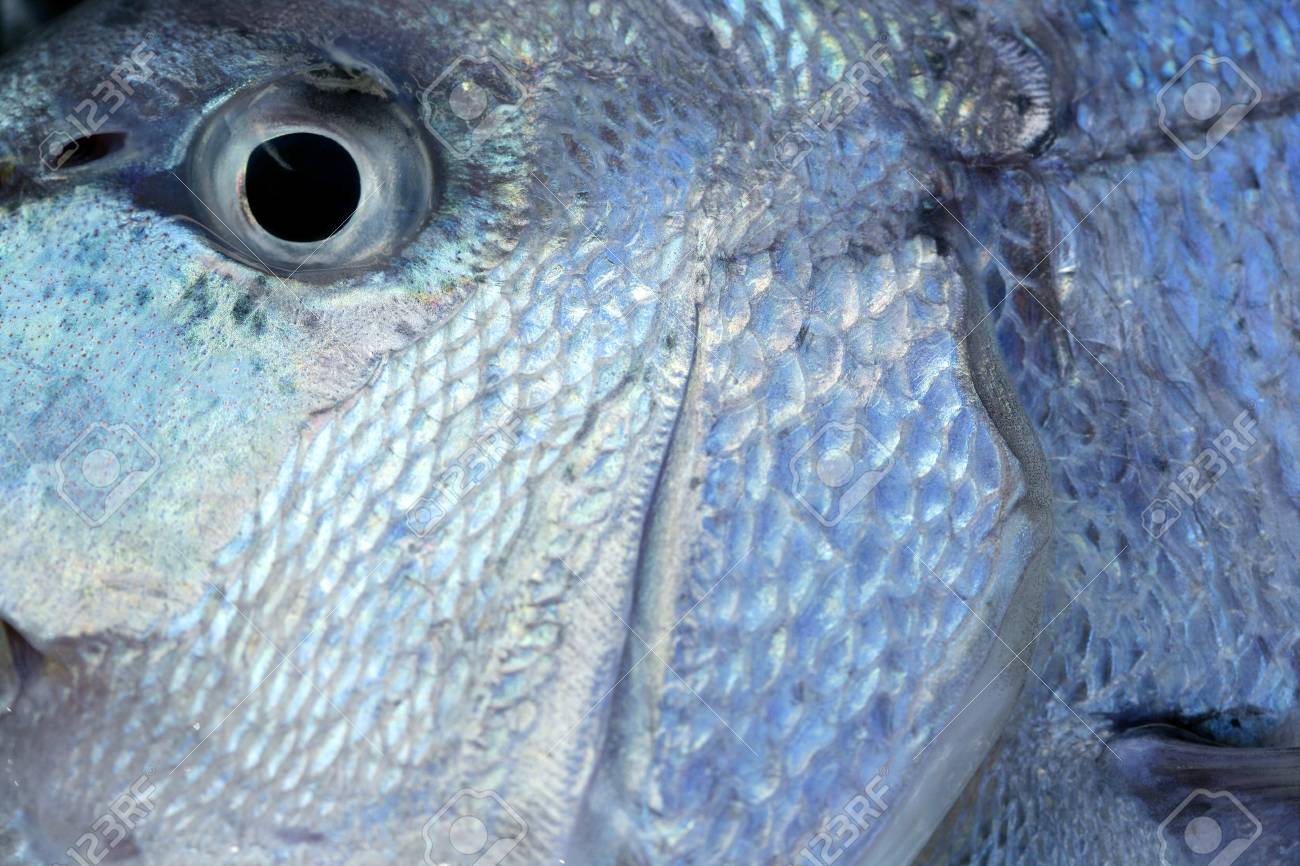 デントン 地中海の Sparus の魚 鯛 真鯛の家族 の写真素材 画像素材 Image