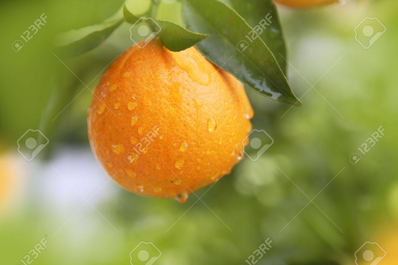 orange fruit hanging tree fresh water drops - 6846595 orange fruit hanging tree fresh water drops - 6846595
