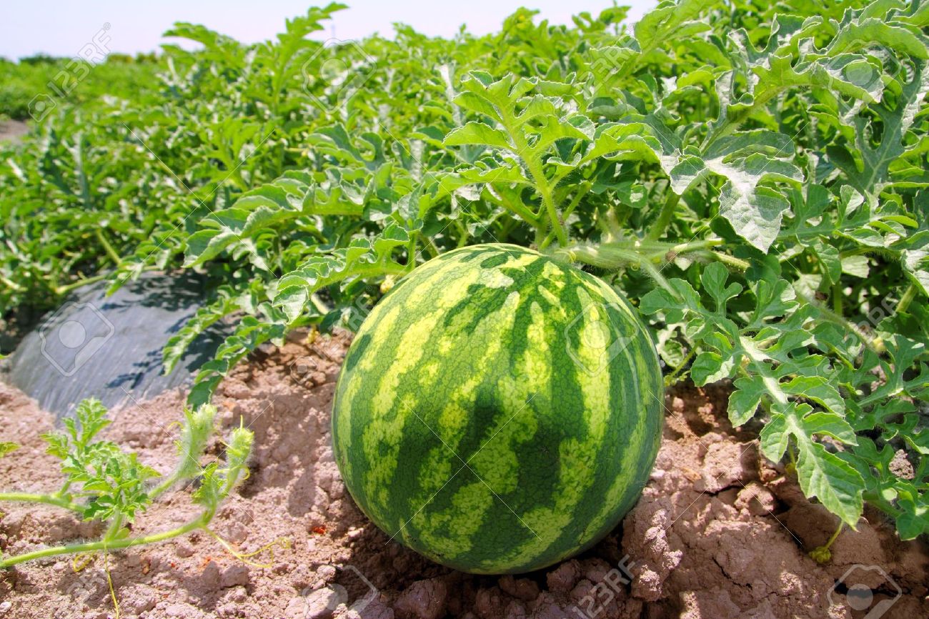 Major Force water melon / field trip