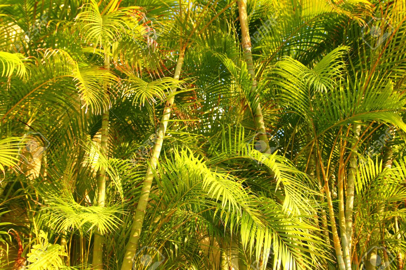 chrysalidocarpus lutescens areca glaucescens palm trees jungle stock