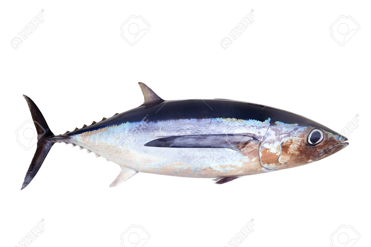 Albacore Tuna Fish Thunnus Alalunga Isolated On White Stock Photo, Picture  And Royalty Free Image. Image 10742653.
