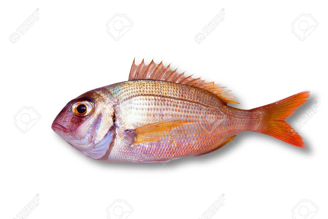 白で隔離される共通の真鯛マダイの魚 の写真素材 画像素材 Image 1033 白で隔離される共通の真鯛マダイの魚 の写真素材 画像素材 Image 1033