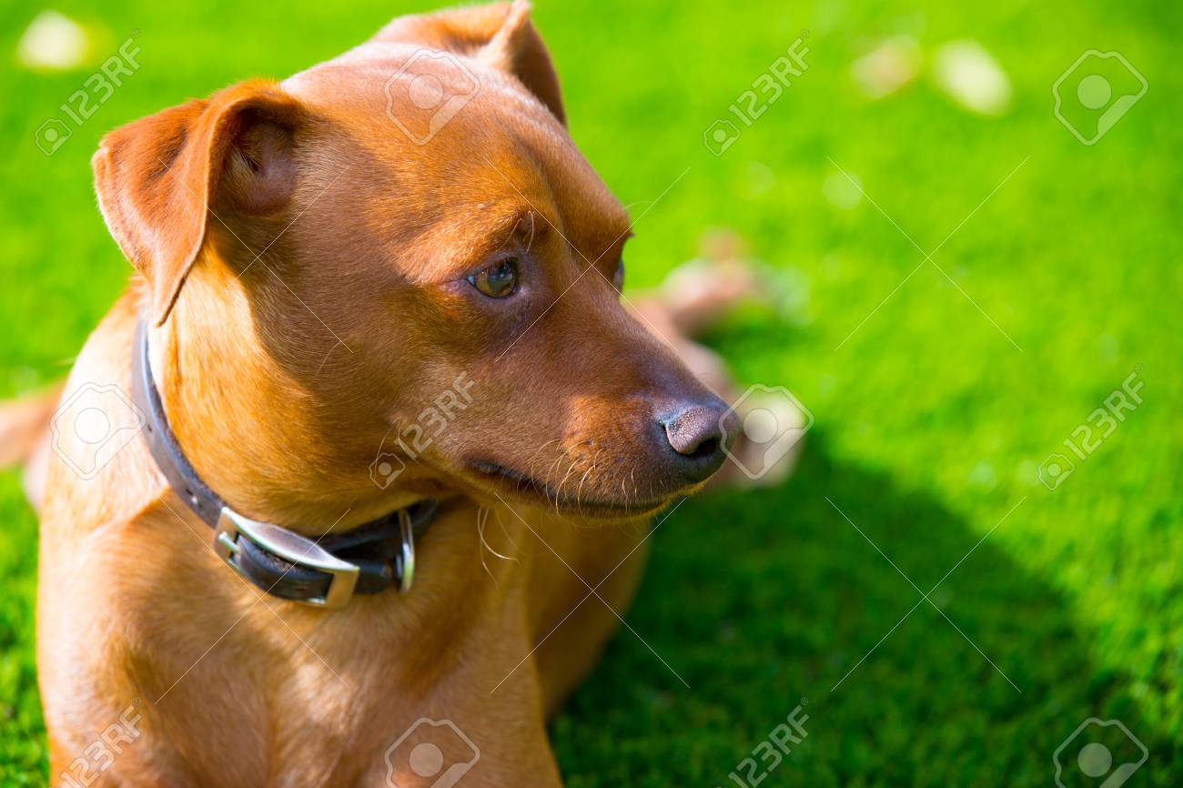 Mini Pinscher Brown Little Dog Portrait Lying In Lawn Relaxed Stock