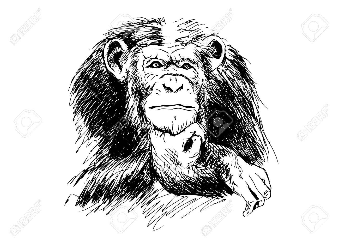 hand drawing chimpanzees royalty free cliparts vectors and stock