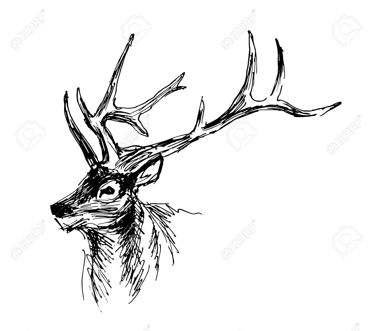 hand sketch head deer vector illustration sketches of deer