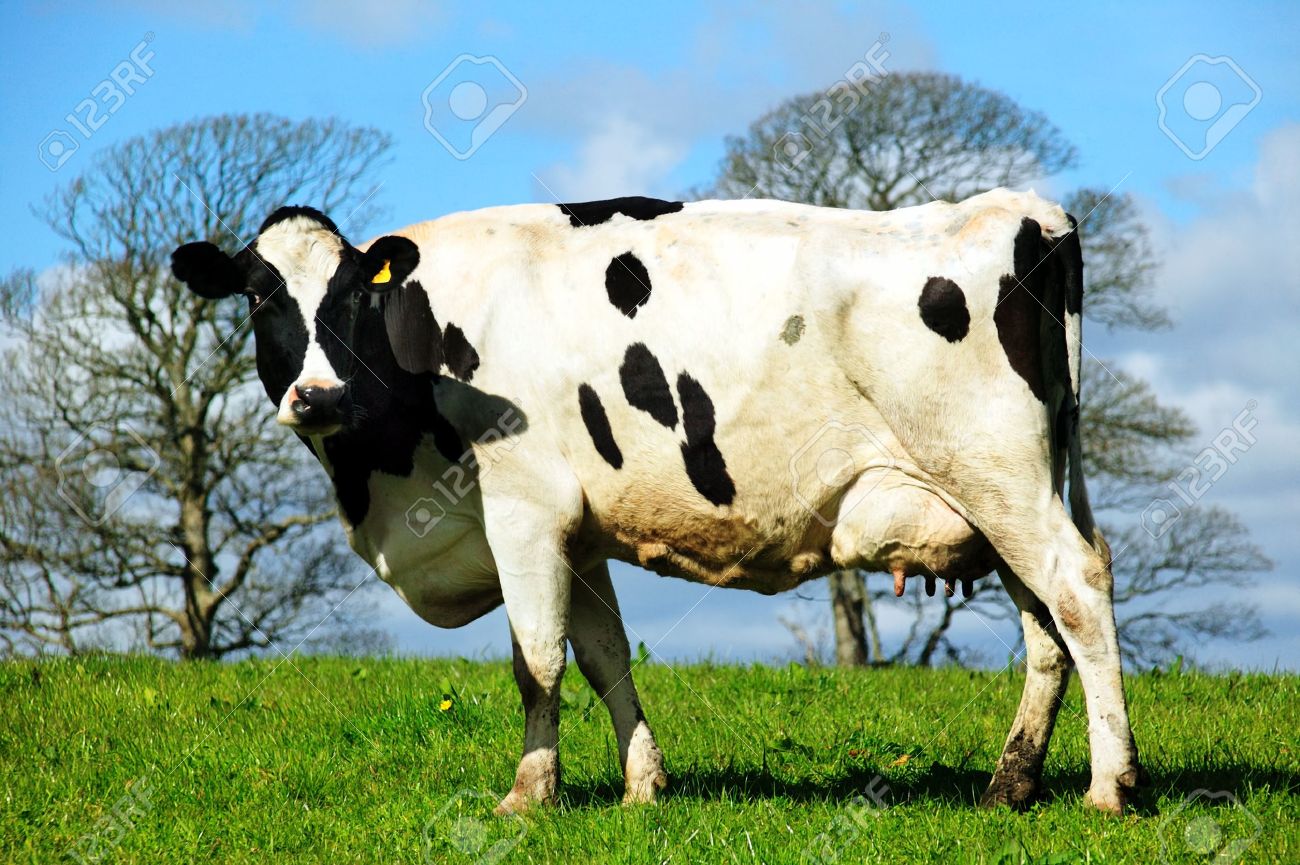 酪農場のホルスタイン種雌牛 の写真素材 画像素材 Image