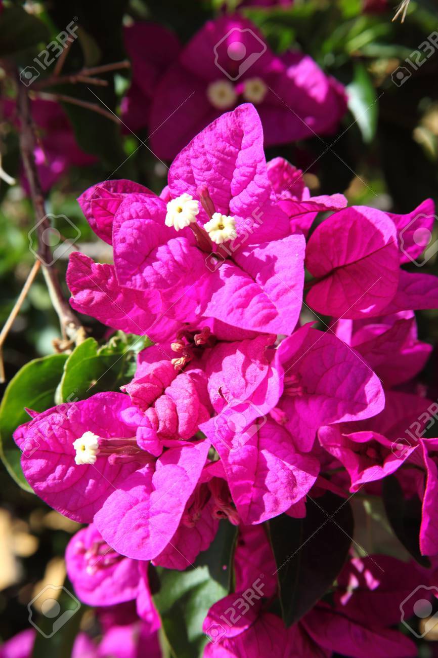 Bougainvillea Une Vigne Buisson Ou Un Arbre Plante Ornementale De Plus En Plus En Amérique Du Sud Lespagne Et Le Mexique