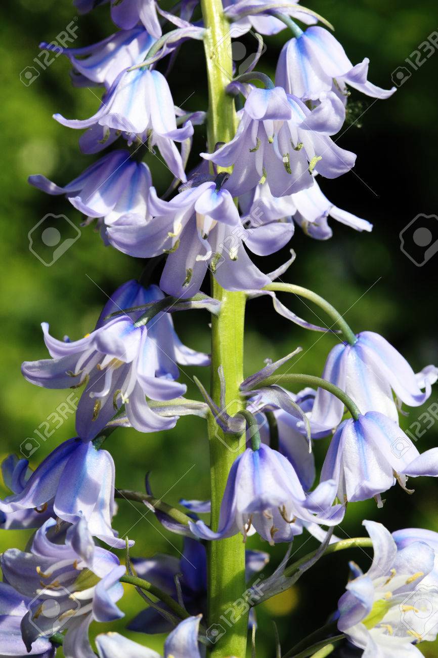 ブルーベル青い春と開花の多年生球根花植物 の写真素材 画像素材 Image ブルーベル青い春と開花の多年生球根花植物 の写真素材 画像素材 Image