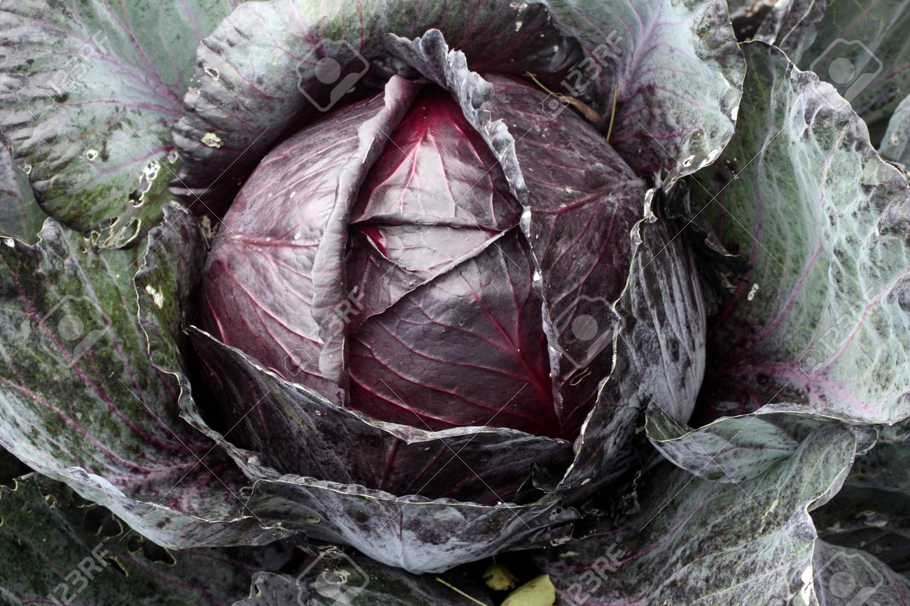 Chou Rouge Brassica Oleracea Adulte Redruth Pour La Nourriture