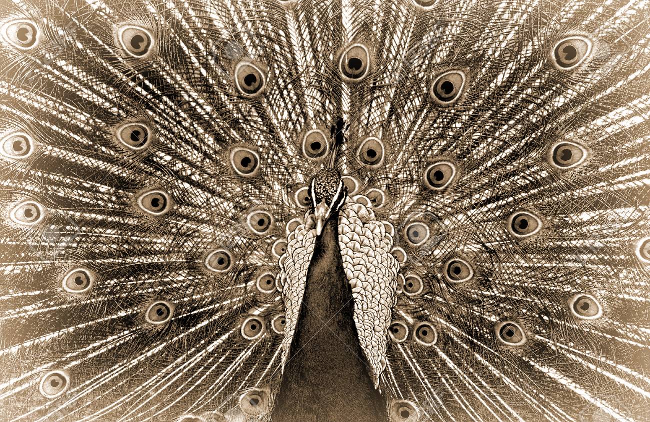 セピア色のモノクロは 雄孔雀の羽ディスプレイのクローズ アップ の写真素材 画像素材 Image
