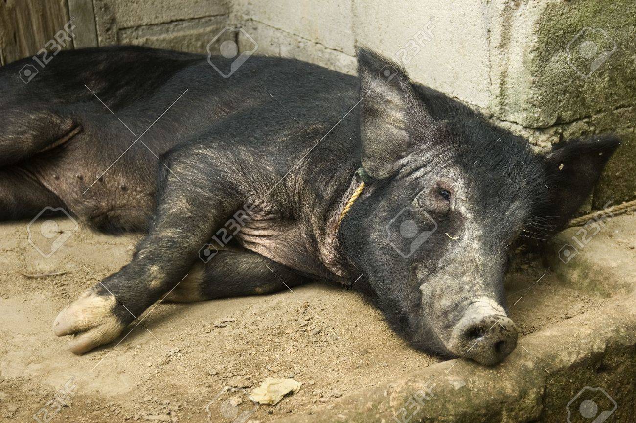 etiam-dictum-ipsum-a-felis