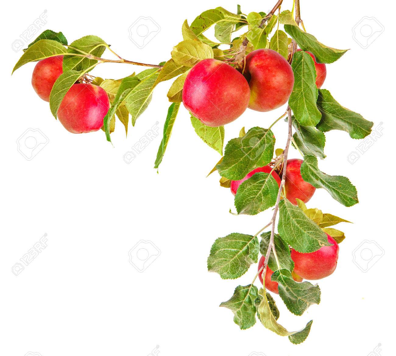 apple tree branch with leaves isolated on white background - 44372552 apple tree branch with leaves isolated on white background - 44372552
