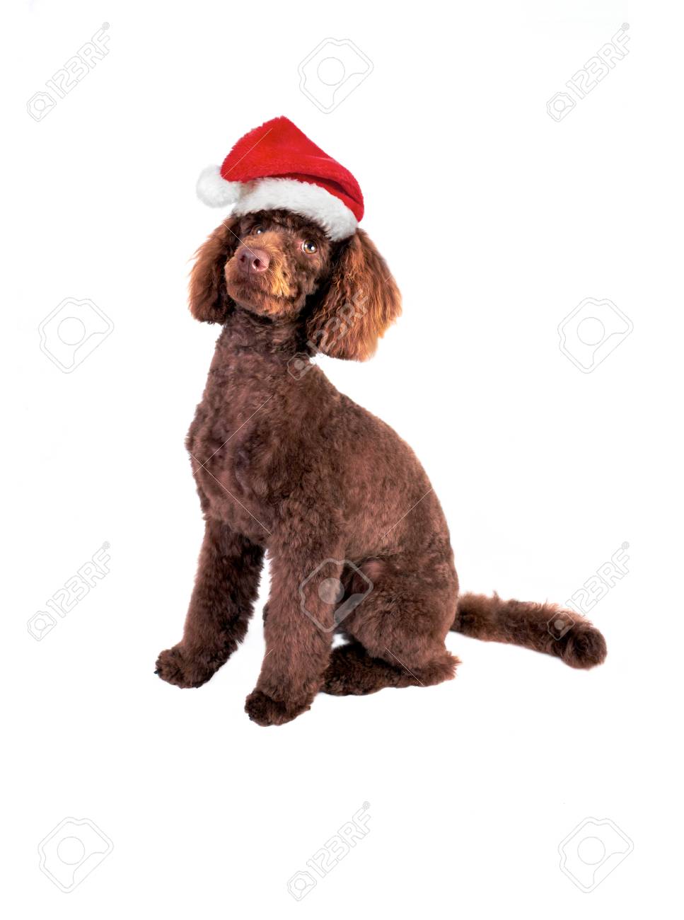 chocolate miniature poodle