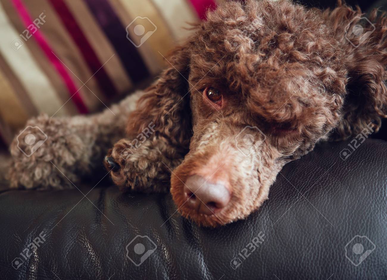 chocolate mini poodle