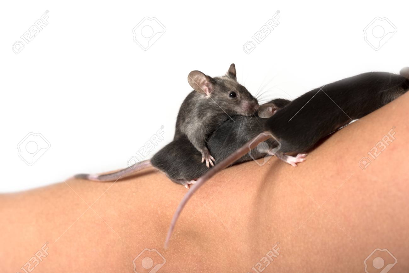 腕の上に座っている2匹の黒いネズミ の写真素材 画像素材 Image